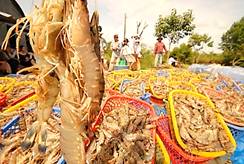 Đồng bằng sng Cửu Long: Giảm la, xem mặn l cơ hội | Thời sự ...