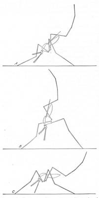 https://upload.wikimedia.org/wikipedia/commons/thumb/a/a0/Anopheles_Culex_adult_resting_position-USDA.jpg/440px-Anopheles_Culex_adult_resting_position-USDA.jpg