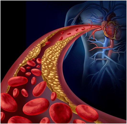 Đậu nnh c thể lm giảm hm lượng cholesterol trong mu.